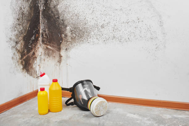 Best Crawl Space Mold Removal  in Montclair, CA