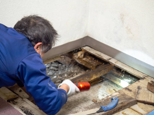 Certified Mold Removal in Montclair, CA