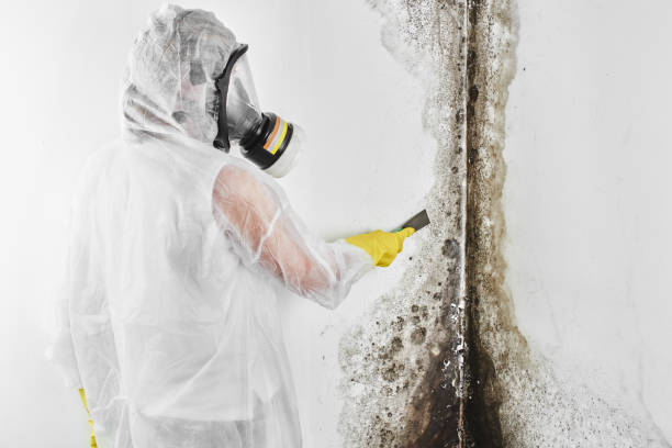 Best Toxic Mold Removal  in Montclair, CA