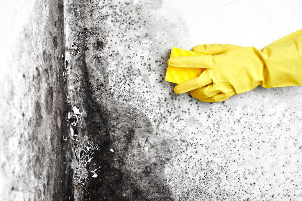 Best Fast Mold Removal  in Montclair, CA