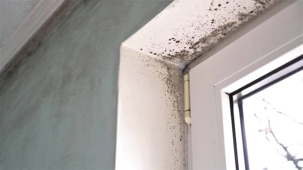 Best Certified Mold Removal  in Montclair, CA
