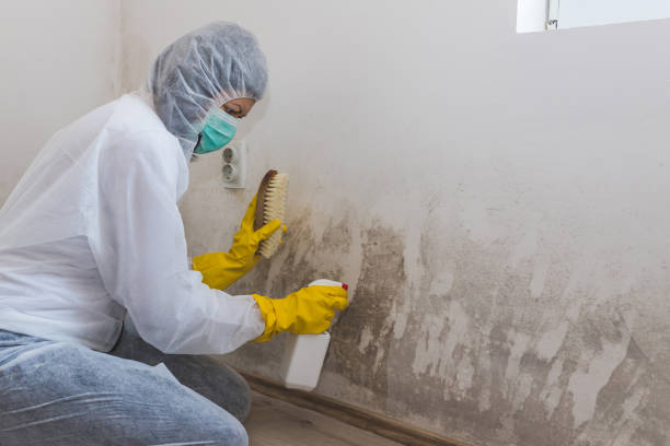 Mold Testing and Removal in Montclair, CA