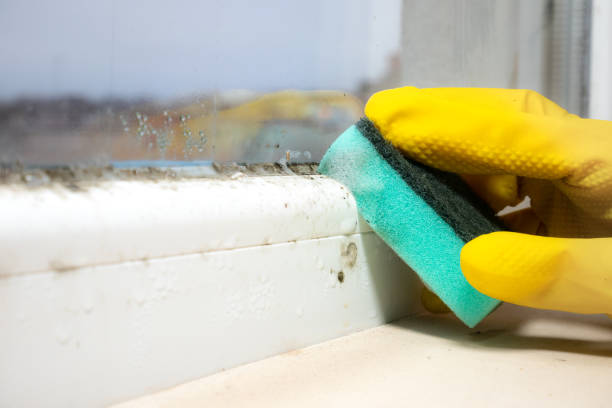 Best Residential Mold Removal  in Montclair, CA