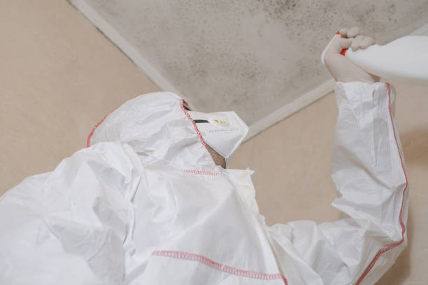 Best Same-Day Mold Removal  in Montclair, CA
