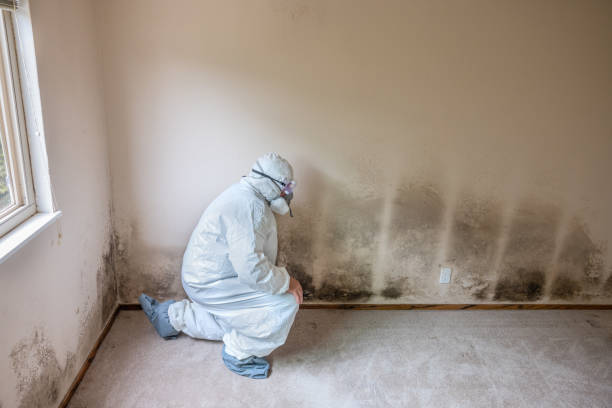 Office Mold Removal Services in Montclair, CA