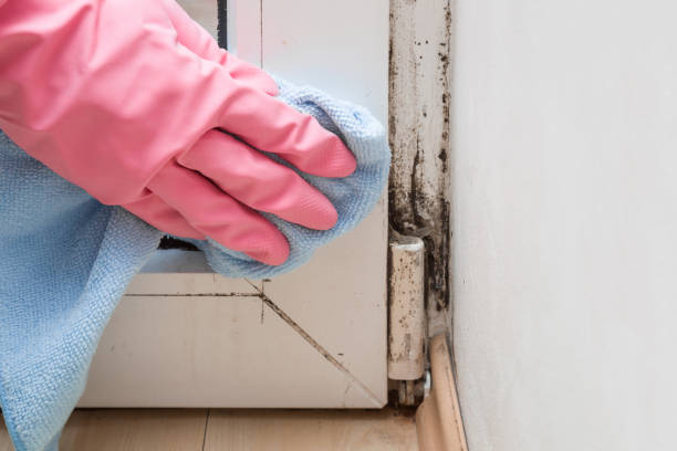 Montclair, CA Mold Removal Company